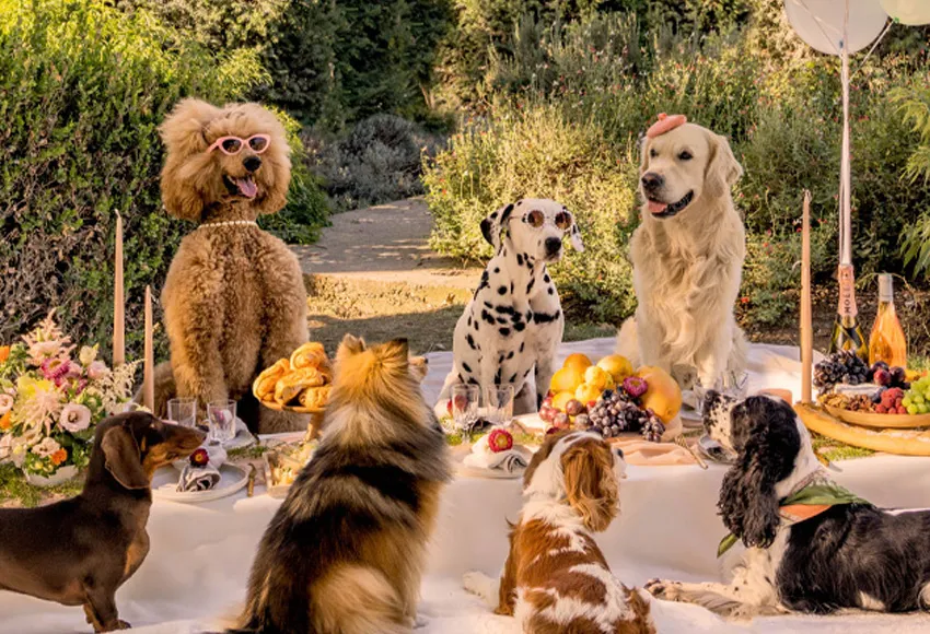 Chien mannequin sur un plateau de tournage