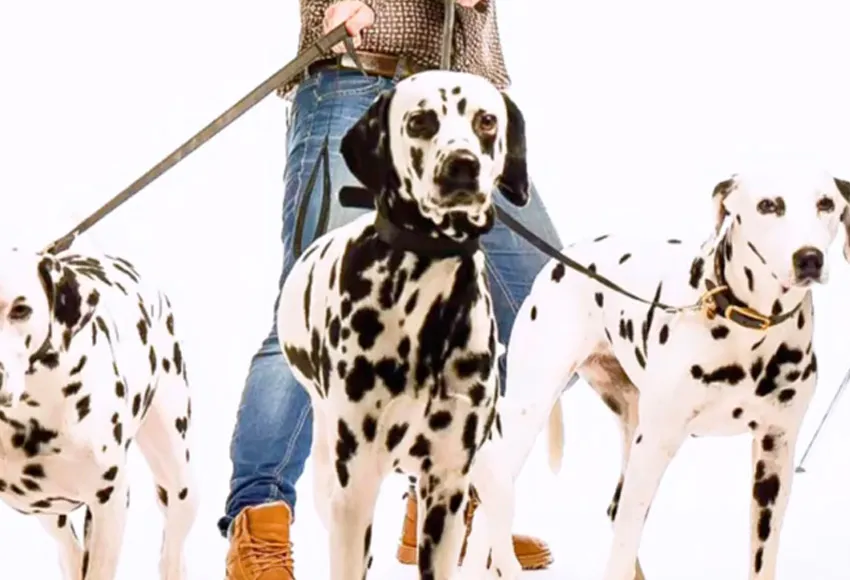 Pet-sitting & dog-walking