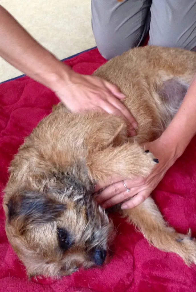 Inscrire mon chien