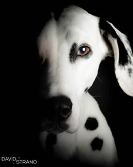 Haby, dalmatienne et Dog model professionnelle