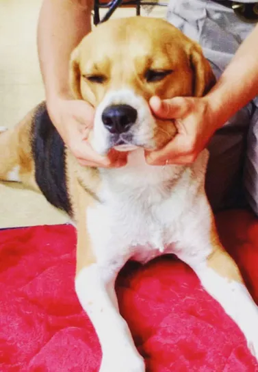 Massage canin & félin