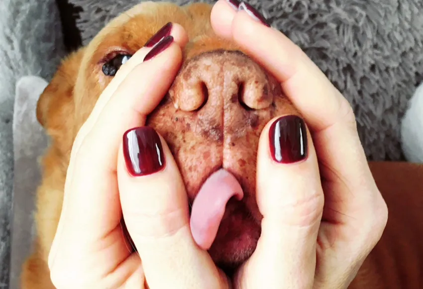 Massage canin & félin
