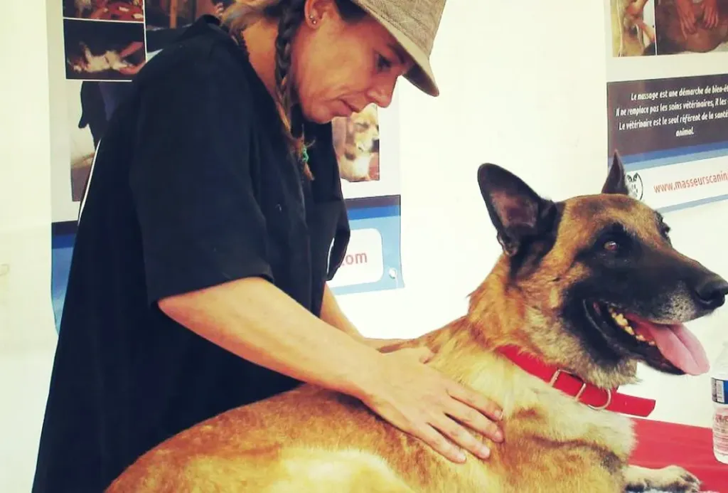 Chien recevant un massage