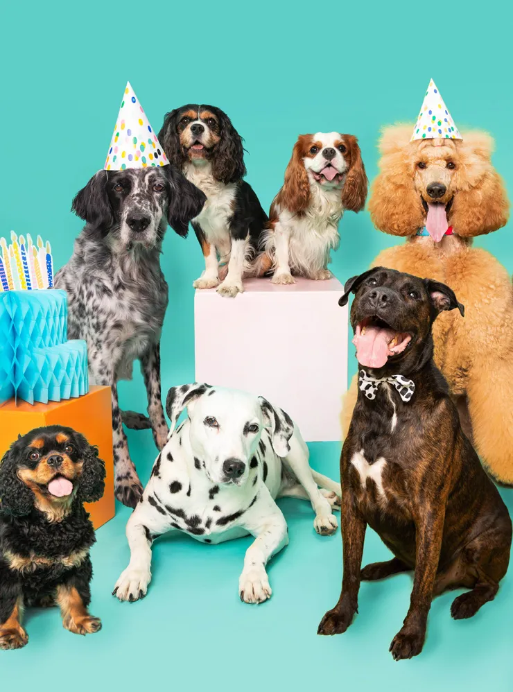 Nos services animaliers et bien-être