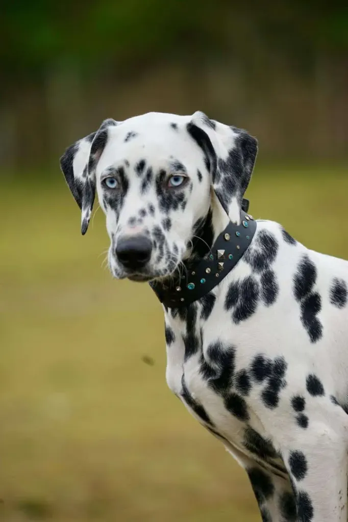 Vivienne, jeune dalmatienne aux yeux bleus